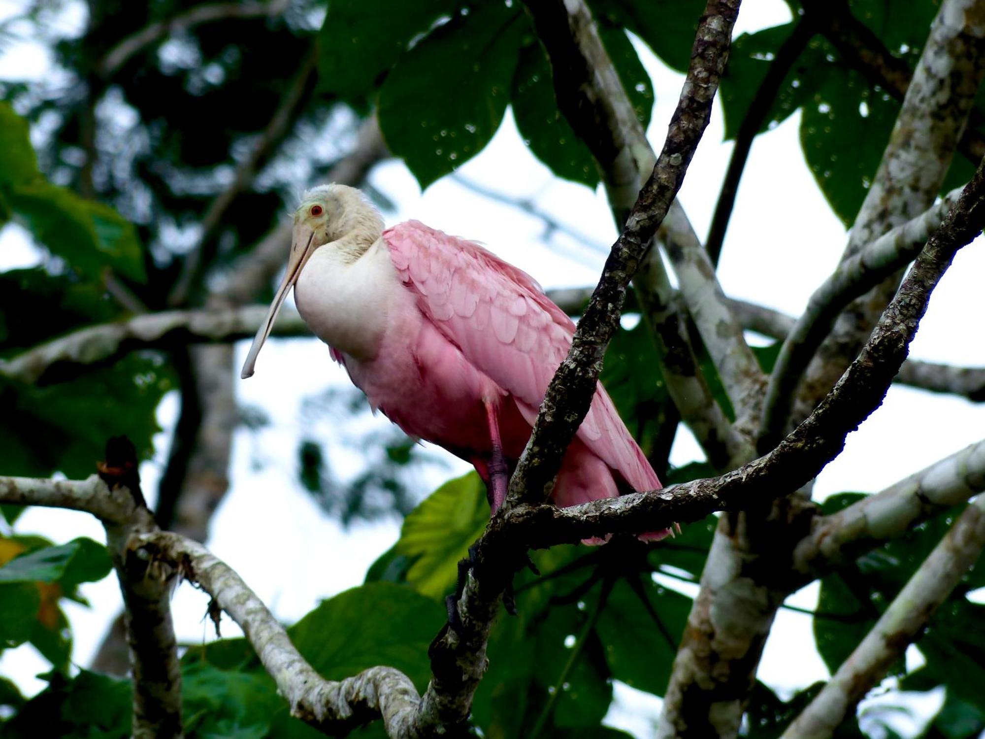 La Selva Eco-Lodge & Retreat Providencia Екстериор снимка